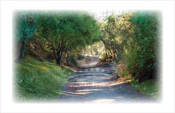 Picture: a dirt path surrounded by greenery leading into a brighter path ahead has all the sentiments of encouragement, hope, faith and inspiration.